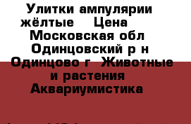 Улитки ампулярии (жёлтые) › Цена ­ 10 - Московская обл., Одинцовский р-н, Одинцово г. Животные и растения » Аквариумистика   